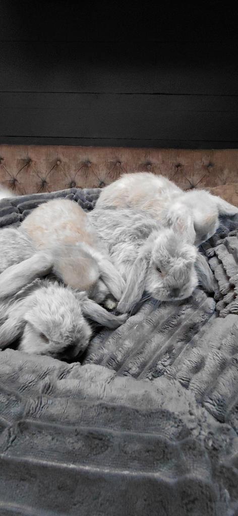 Minilop mix nhd konijntjes, Dieren en Toebehoren, Konijnen, Dwerg, Meerdere dieren