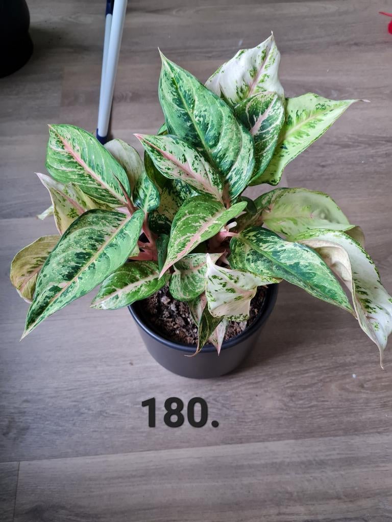 Aglaonema frozen, kamerplant, 45 cm hoog, Ophalen of Verzenden, Halfschaduw, Minder dan 100 cm