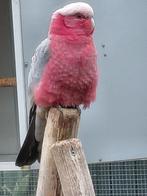 Goede kweekman Rosè kaketoe., Dieren en Toebehoren, Vogels | Parkieten en Papegaaien, Mannelijk, Papegaai, Geringd