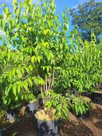 Heptacodium minoides meerstammig in pot, Ophalen of Verzenden, In pot, Volle zon, Overige soorten