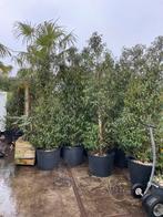 Portugese laulieren echt !!!!!! Potgekweekt hoog 300/310, Tuin en Terras, Planten | Bomen, Bloeit niet, Overige soorten, 250 tot 400 cm