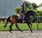 Braaf en fijn te rijden paard te koop, Dieren en Toebehoren, Paarden, Ruin, Niet van toepassing, 160 tot 165 cm, 3 tot 6 jaar