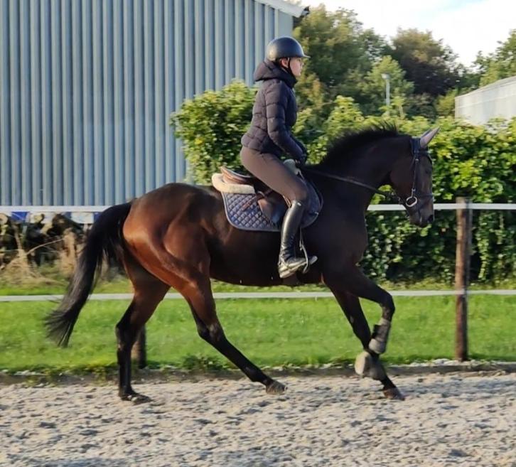 Braaf en fijn te rijden paard te koop, Dieren en Toebehoren, Paarden, Ruin, Niet van toepassing, 160 tot 165 cm, 3 tot 6 jaar
