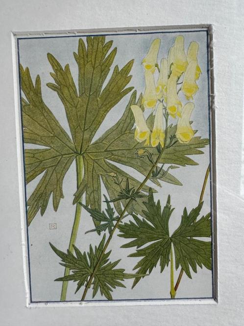 Aconitum lycoctonum - 1910 - Gele monnikskap, Antiek en Kunst, Kunst | Litho's en Zeefdrukken, Ophalen of Verzenden