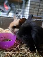 Konijn, Geslacht onbekend, Middelgroot, Hangoor, 0 tot 2 jaar