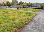 Tegels er uit  en vergroen  uw tuin met Sedum planten, Ophalen of Verzenden, Zomer, Overige soorten, Volle zon