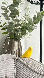 Parkiet te koop (onbekend UBN), Dieren en Toebehoren, Mannelijk, Parkiet