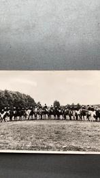 Nieuwkuijk ponnyclub. De Luckyboys, Ophalen of Verzenden