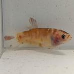 Betta splendens vrouw 09, Vis