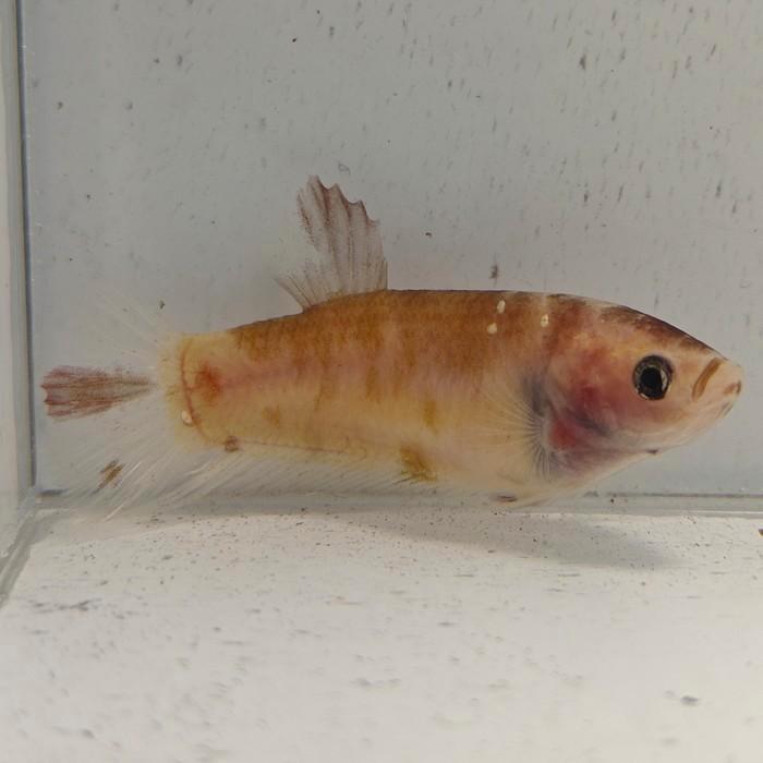 Betta splendens vrouw 09, Dieren en Toebehoren, Vissen | Aquariumvissen, Vis