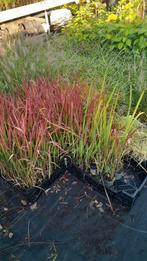 15 soorten Siergrassen hortensia carex zegge siergras plant, Tuin en Terras, Ophalen, Vaste plant, Siergrassen, Halfschaduw