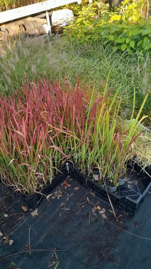 15 soorten Siergrassen hortensia carex zegge siergras plant, Tuin en Terras, Planten | Tuinplanten, Vaste plant, Siergrassen, Halfschaduw