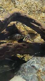Altolamprologus calvus black, Dieren en Toebehoren, Vissen | Aquariumvissen, Vis, Zoetwatervis