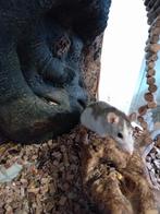 Tamme ratjes, Dieren en Toebehoren, Knaagdieren, Meerdere dieren, Rat, Tam