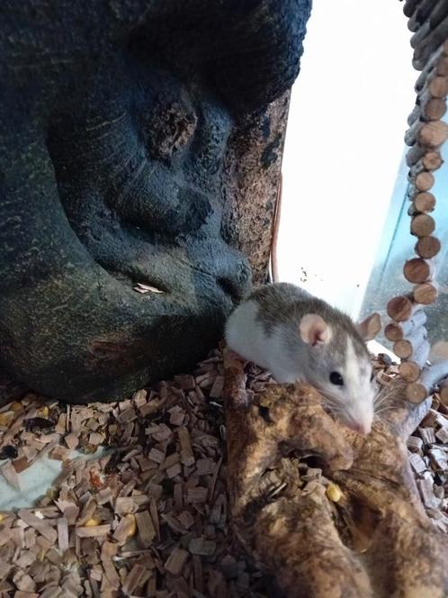 Tamme ratjes, Dieren en Toebehoren, Knaagdieren, Meerdere dieren, Rat, Tam
