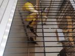 Kanaries, Meerdere dieren, Kleurkanarie