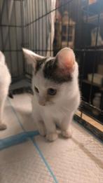 Nog 2 schattige tamme boerderij kittens.. KATERTJES, Dieren en Toebehoren, Katten en Kittens | Overige Katten, Meerdere dieren