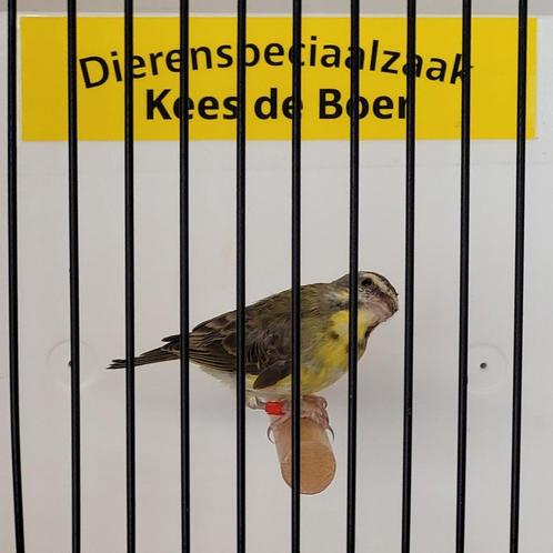 Jonge mozambiquesijs man, Dieren en Toebehoren, Vogels | Overige Vogels, Mannelijk, Geringd