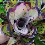 Neoregelia concentrica 'Albomarginata big form', Amfibie, 0 tot 2 jaar
