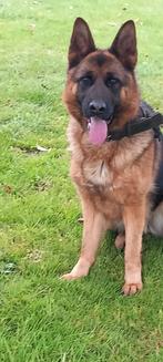 DUITSE HERDER STAMBOOM TEEF HARBAJAHOF, CDV (hondenziekte), 1 tot 2 jaar, Teef, Eén hond