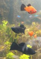 Vissen te koop!, Dieren en Toebehoren, Vissen | Aquariumvissen, Vis