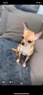 Kleine lieve chihuahua zoekt baasje, Dieren en Toebehoren, Honden | Chihuahua's en Gezelschapshonden, Rabiës (hondsdolheid), 1 tot 2 jaar