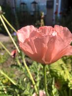 Vaste zalmkleurige papaver zaden, Ophalen of Verzenden, Voorjaar, Volle zon, Zaad