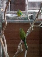 Elegant parkieten wildkleur, Meerdere dieren, Parkiet