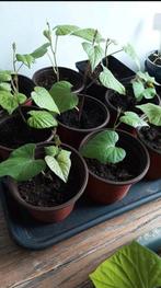 Zoete aardappel plantjes, Ophalen, Volle zon, Groenteplanten, Eenjarig