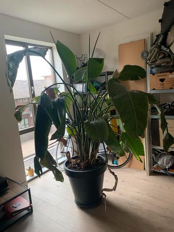 Grote Paradijsvogelplant (Strelitzia nicolai) beschikbaar voor biedingen