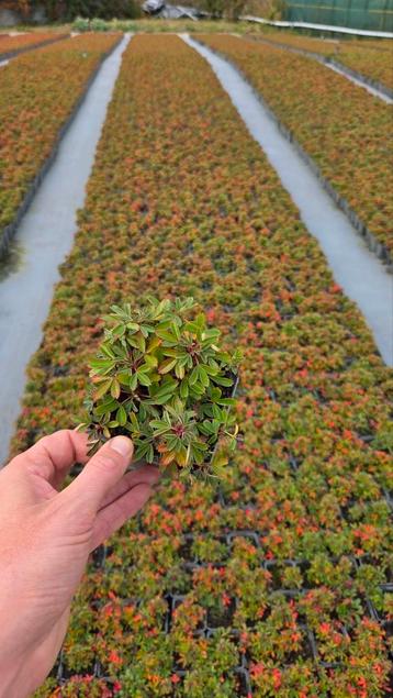 Potentilla Nuuk - 9cm - vaste plant - winterhard beschikbaar voor biedingen