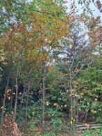 groene en rode beukenbomen, Tuin en Terras, Planten | Bomen, Bloeit niet, Overige soorten, 400 cm of meer, Ophalen