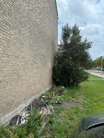 Olijf boom GRATIS OPHALEN MOET SNEL WEG, Tuin en Terras, Planten | Bomen, 100 tot 250 cm, Olijfboom, Zomer, Ophalen