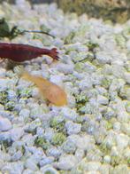 Albino algeneters, Dieren en Toebehoren, Vissen | Aquariumvissen, Vis