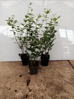 Ligustrum ovalifolium de groenblijvende haag liguster, Tuin en Terras, Planten | Struiken en Hagen, Ophalen of Verzenden, Liguster