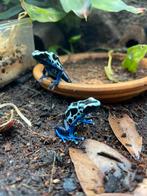 Dendrobates tinctorius oyapok 1.1, Amfibie