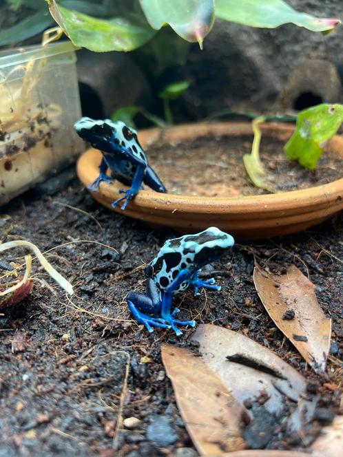 Dendrobates tinctorius oyapok 1.1, Dieren en Toebehoren, Reptielen en Amfibieën, Amfibie