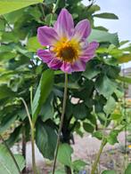 Dahlia, Ophalen of Verzenden, Voorjaar, Volle zon, Zaad
