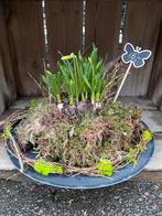 Leuke voorjaarsbloeier op schaal, Ophalen, Kunststof, Rond, Nvt