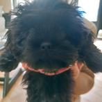 Shih tzu - Maltezer 12 weken oud!, Reu, 8 tot 15 weken, Eén hond, Klein