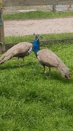 Pauwen, Dieren en Toebehoren, Pluimvee, Mannelijk, Overige soorten