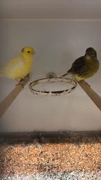 Kanarie, Dieren en Toebehoren, Vogels | Kanaries, Meerdere dieren, Kleurkanarie