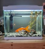 Goudvis gratis af te halen, Dieren en Toebehoren, Vissen | Aquaria en Toebehoren, Ophalen of Verzenden, Zo goed als nieuw