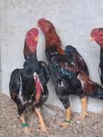 Ko shamo's, Meerdere dieren, Kip