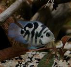 Jonge Blue polar parrot cichlide te koop, Dieren en Toebehoren
