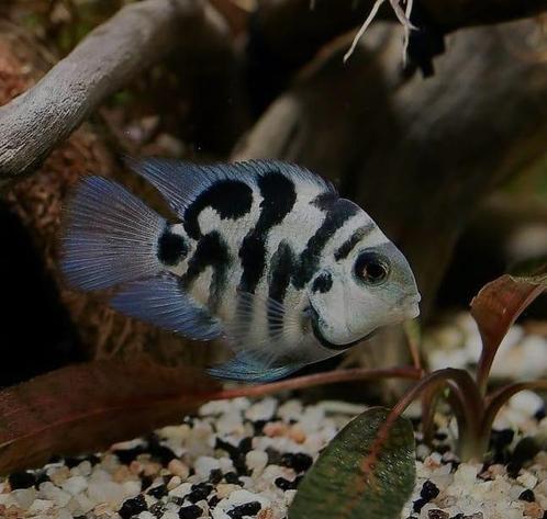 Jonge Blue polar parrot cichlide te koop, Dieren en Toebehoren, Vissen | Aquariumvissen