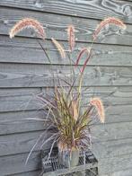 Rood lampenpoetersgras - Pennisetum Rubrum, Tuin en Terras, Planten | Tuinplanten, Volle zon, Vaste plant, Siergrassen, Ophalen of Verzenden