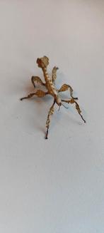 Flappentakken man/vrouw/nimf, Dieren en Toebehoren, Wandelende tak