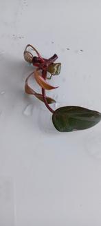 Philodendron pink princess marble stek, Huis en Inrichting, Kamerplanten, Ophalen of Verzenden