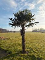 6 palmbomen te koop, 100 tot 250 cm, Zomer, Palmboom, Ophalen
